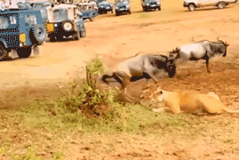 155947841862359.gif