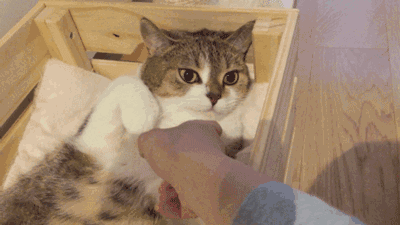 155948484271516.gif