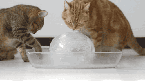 155951755375908.gif