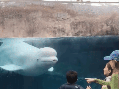 155962894539556.gif