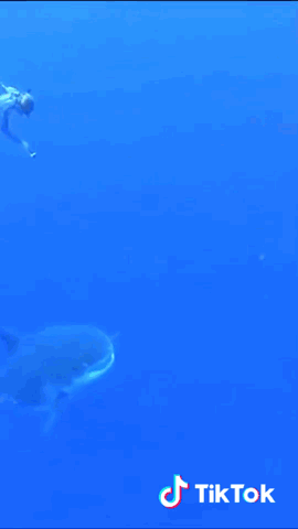 156075177518930.gif