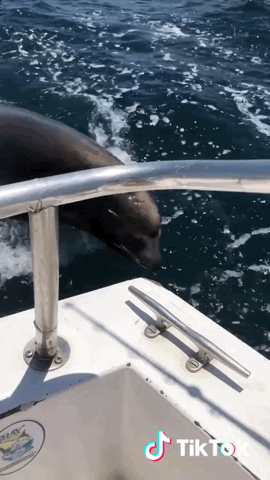 156075182654815.gif