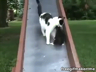156099209932767.gif
