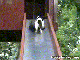156099210540503.gif