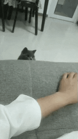 156350703534782.gif