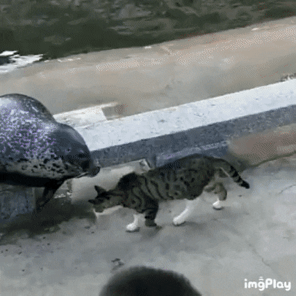 156525315980834.gif