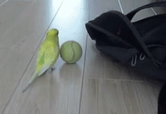 156526086672486.gif