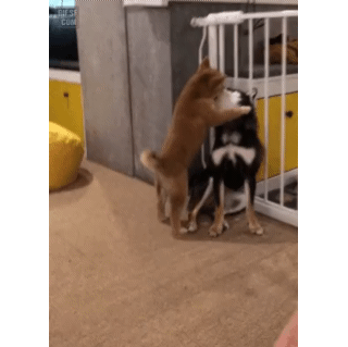 156567269050644.gif