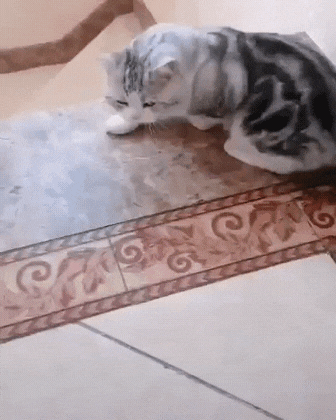 156567301960284.gif