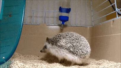 156665283830091.gif