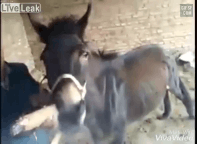 156680094225568.gif