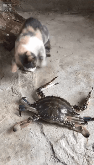 156680684396952.gif