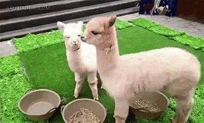 156680710690037.gif