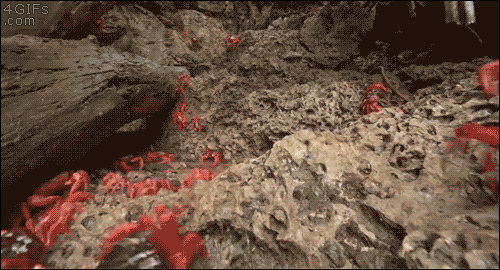 156681163599996.gif