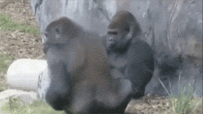 156681910579352.gif