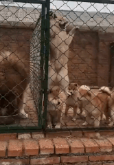 156686421817427.gif