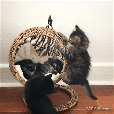 156686485928451.gif