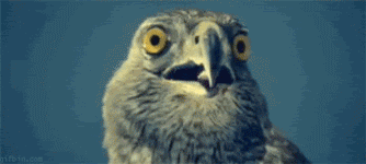 156690182754552.gif