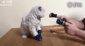 156690767472704.gif