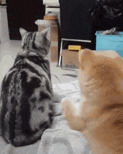 156928522720295.gif