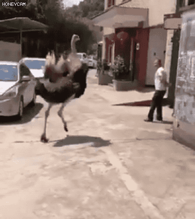 156928699434401.gif
