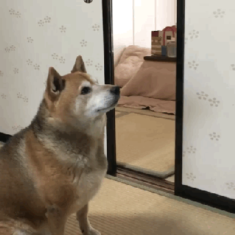 156929086483420.gif