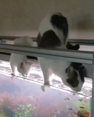 157019265381007.gif
