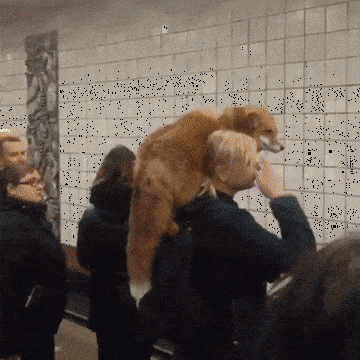 157019577171785.gif