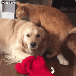 157122865285962.gif