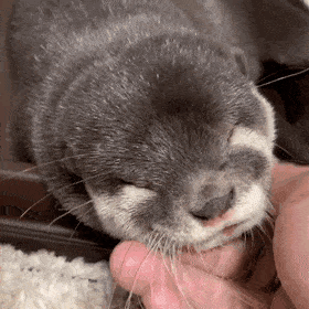 157125908599313.gif