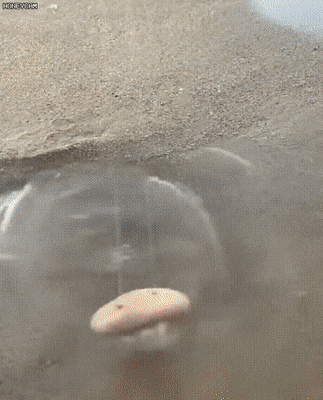 157132662965143.gif