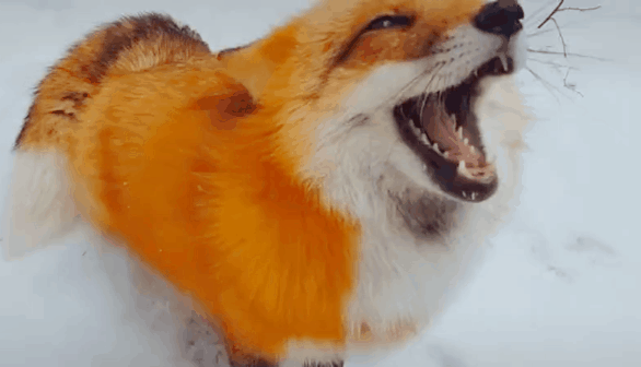 157165872561253.gif