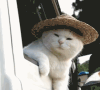 157165940966247.gif
