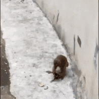 157187302036021.gif