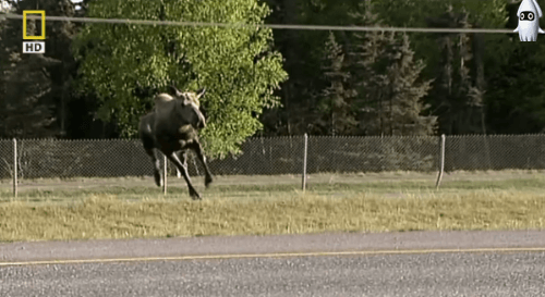 157204790715471.gif