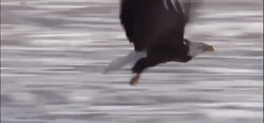 157205034514504.gif