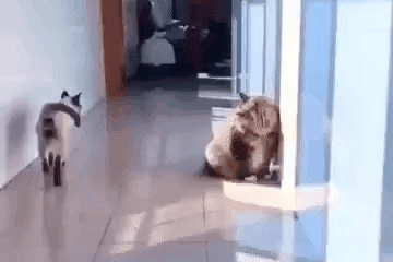 157243888099490.gif