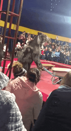 157244085693539.gif