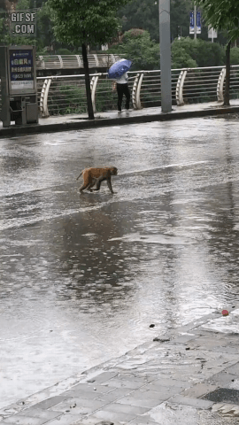 157296275044244.gif