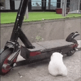 157338514569856.gif