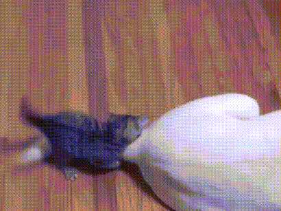 157338515446237.gif