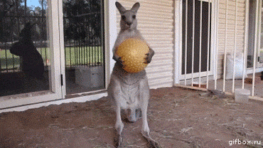 157363538184329.gif