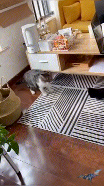 157363554267842.gif