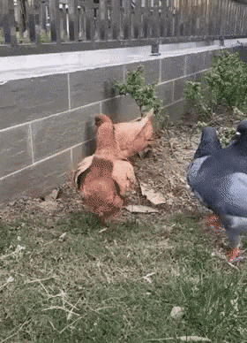 157363773643753.gif