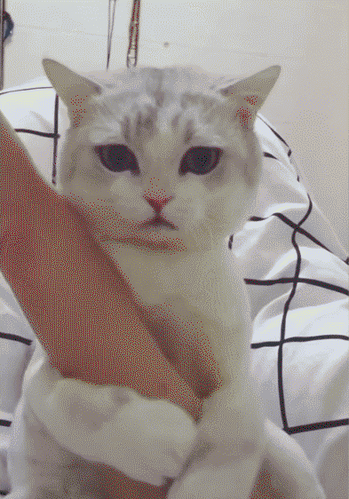 157400228369529.gif