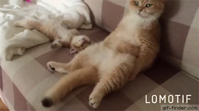 157400249353957.gif