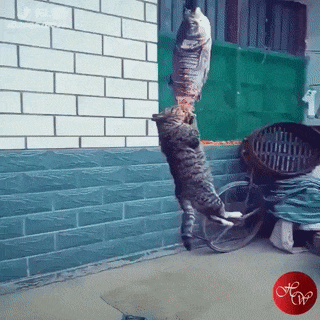 157423892351228.gif