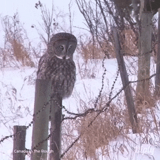 157423902634599.gif