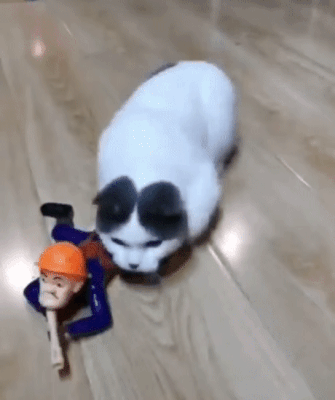157432123925722.gif