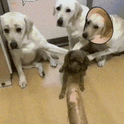 157432197285572.gif
